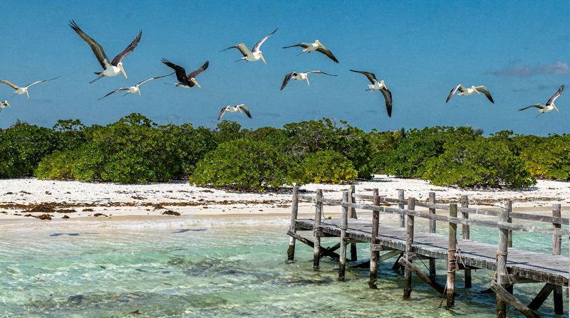 Isla Contoy: die geschützte Vogelinsel vor Cancún