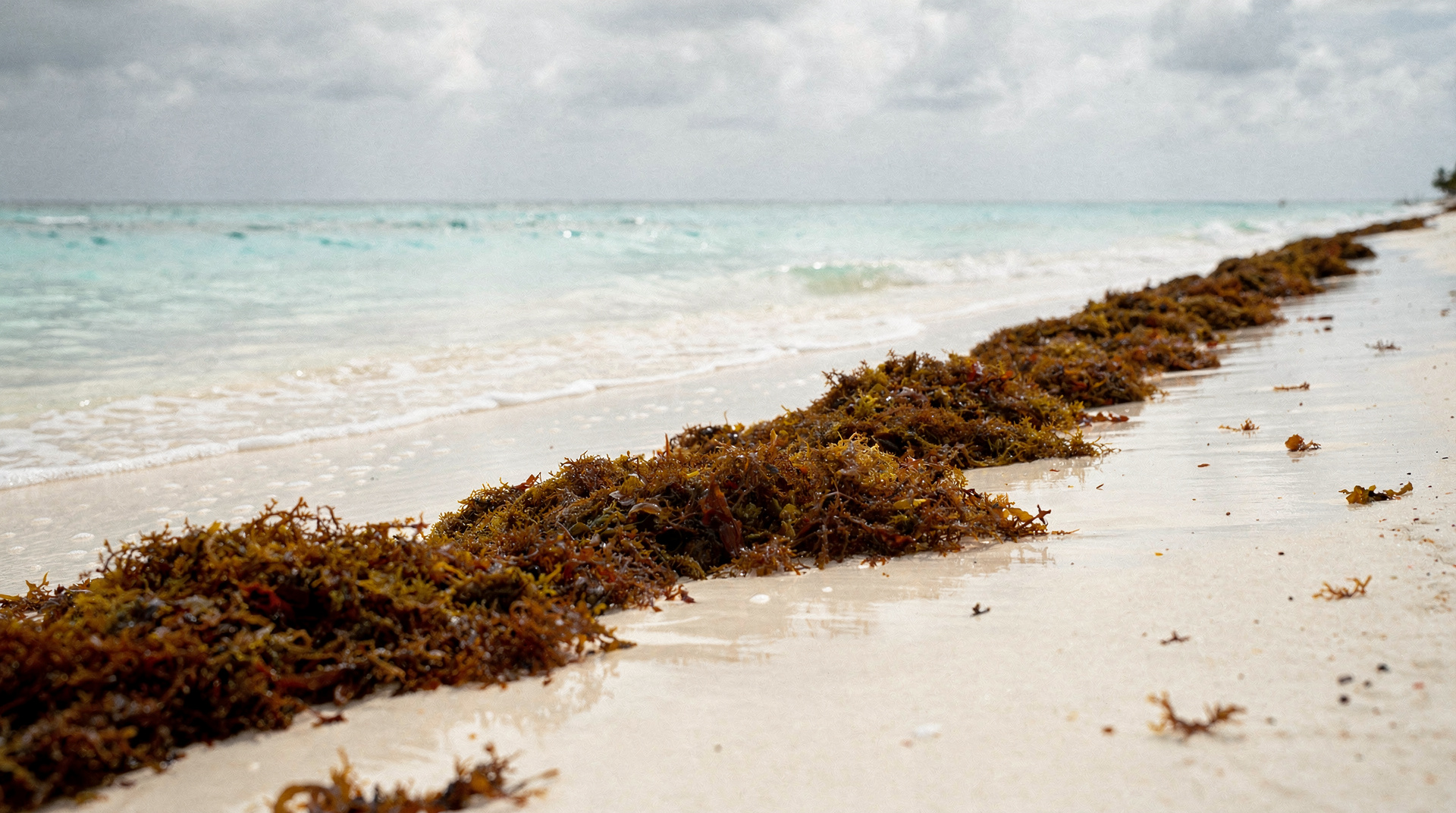 Sargassum in Cancún: der ehrliche saisonale Guide