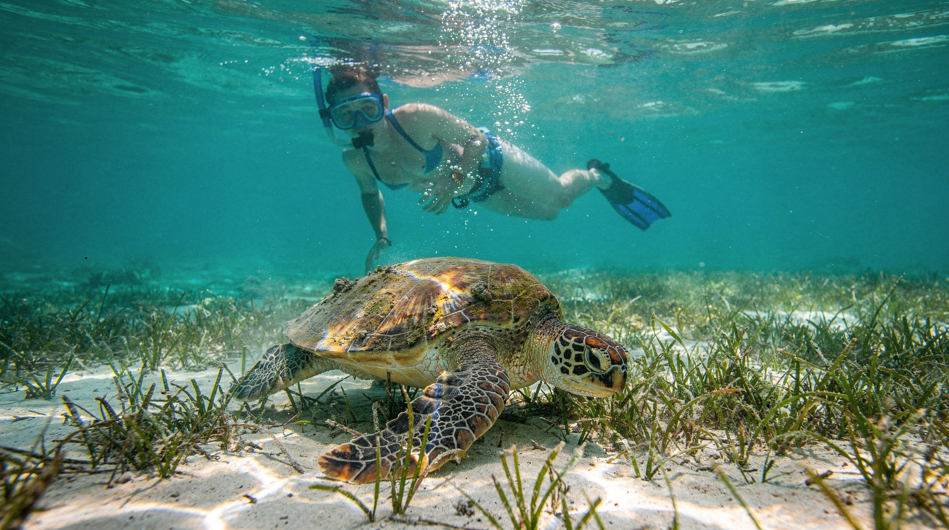 Mit Schildkröten schwimmen in Akumal: der ehrliche Guide